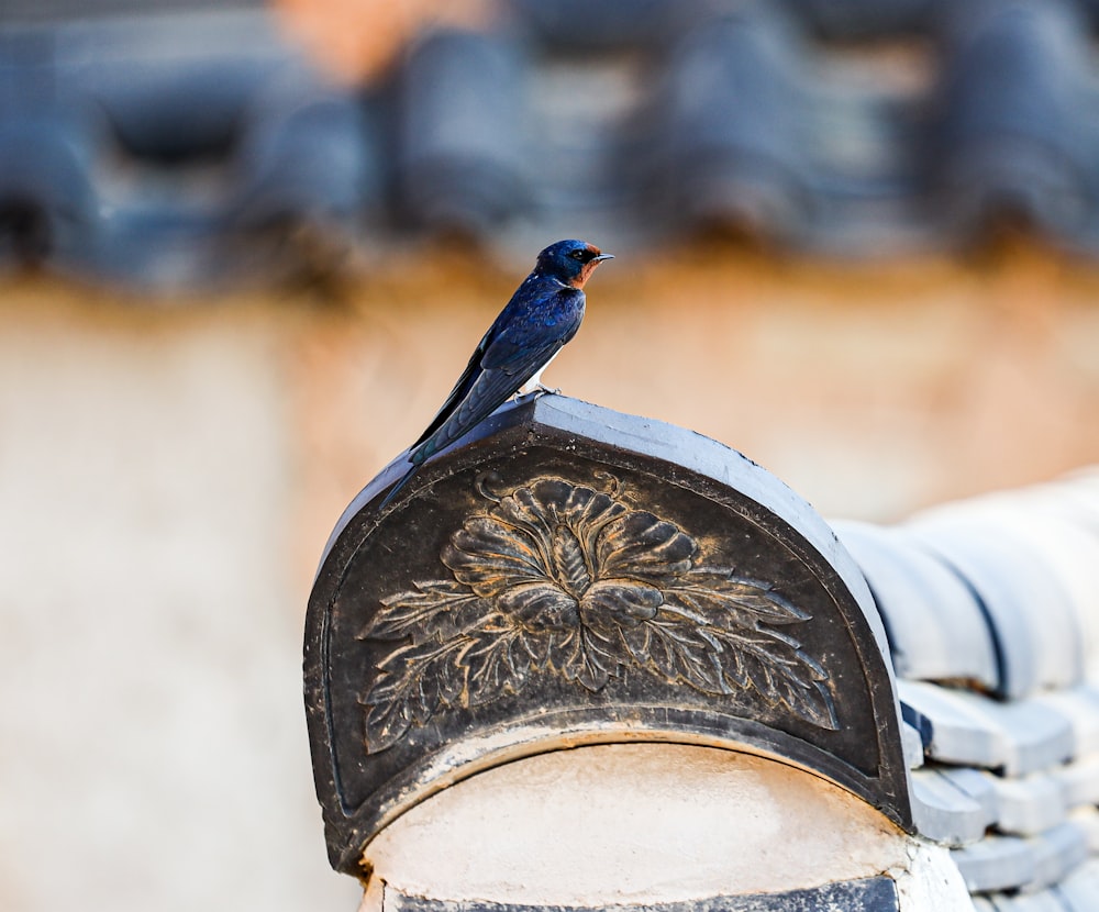 a blue bird sitting on top of a mailbox