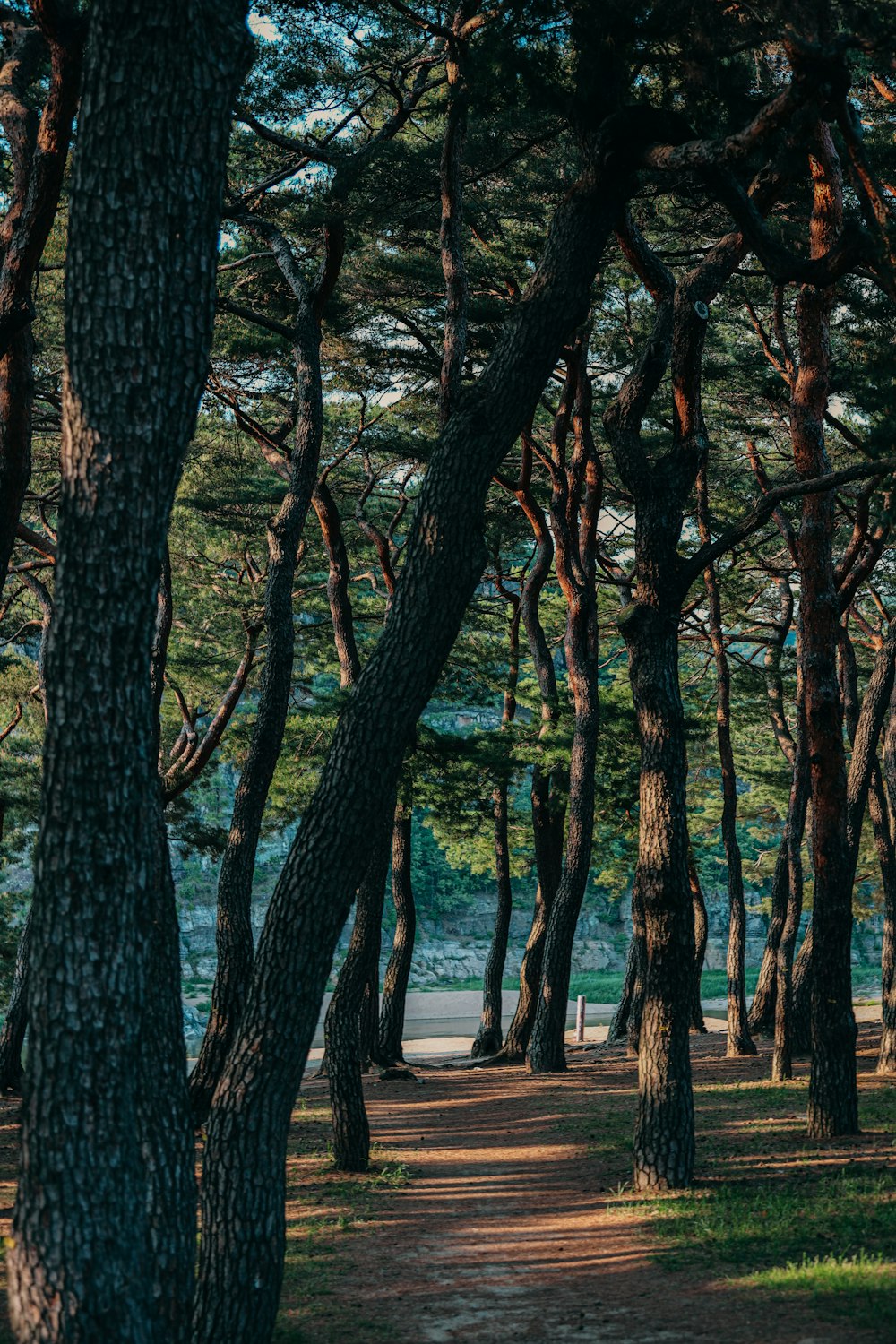 a path through a forest with lots of trees