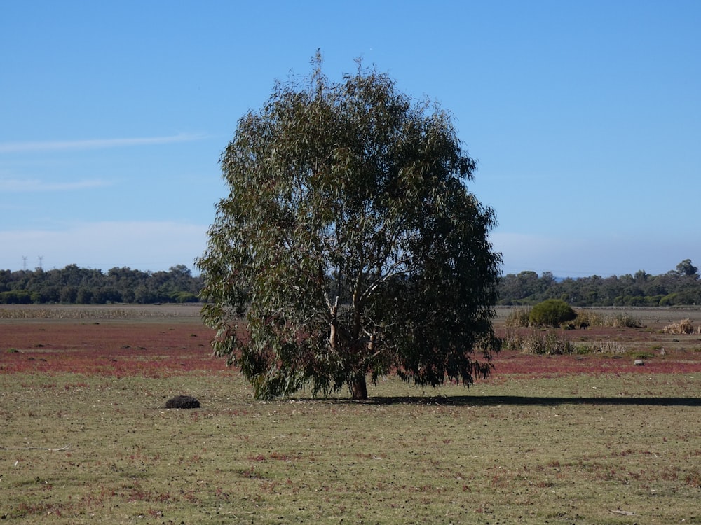 a lone tree in a field with a blue sky in the background