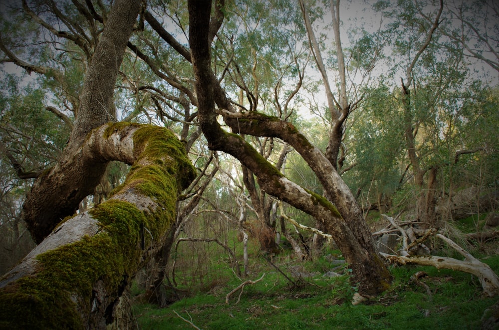 a moss covered tree trunk in a forest