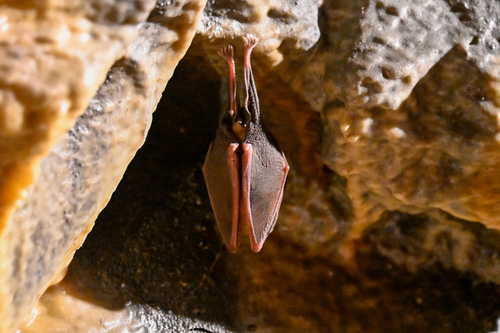a bat hanging upside down on a rock