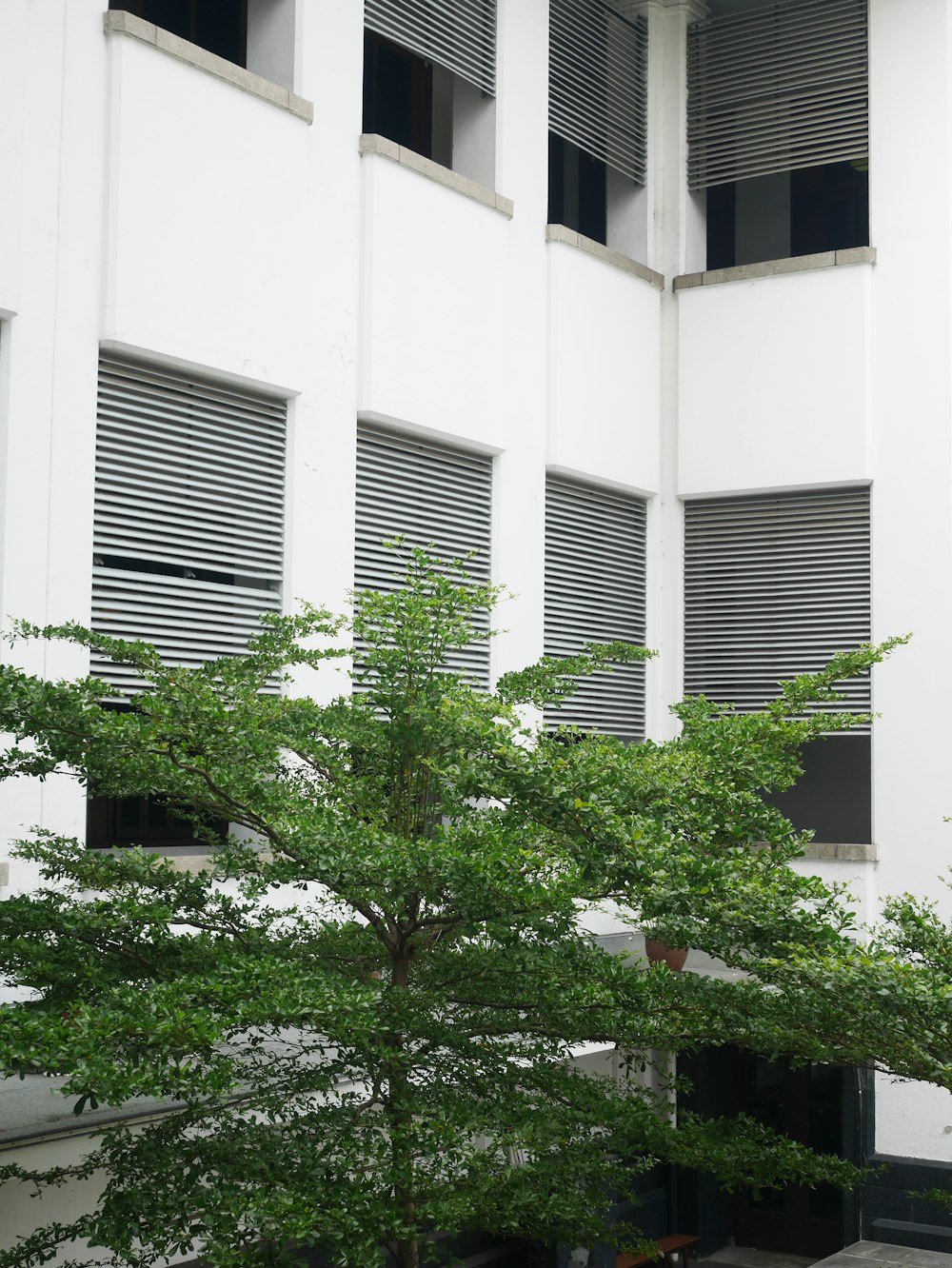 a large white building with a tree in front of it