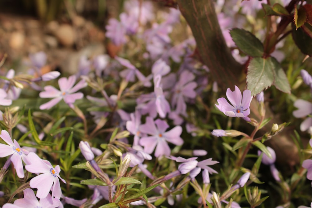 a bunch of purple flowers growing in a garden