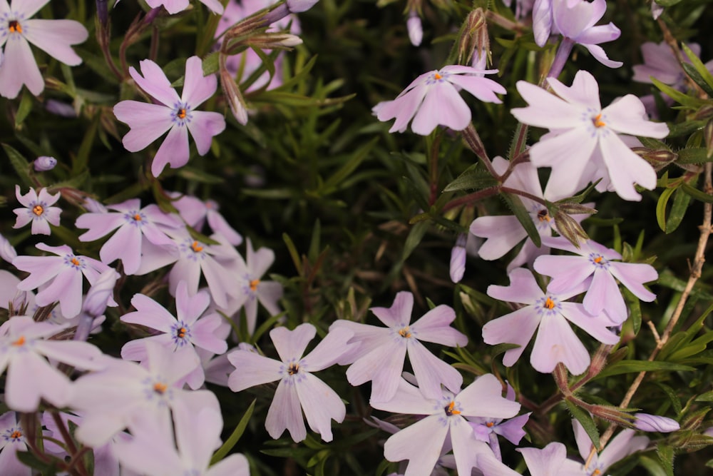 a close up of a bunch of purple flowers