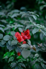 A close-up of vibrant tropical plants and flowers in a rainforest setting.