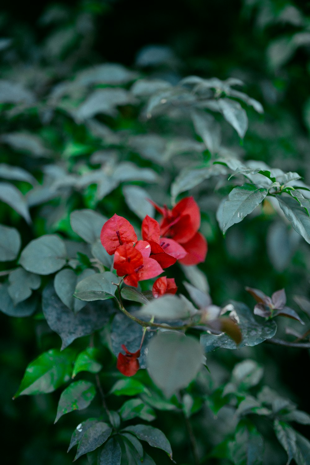 a red flower with green leaves in the background