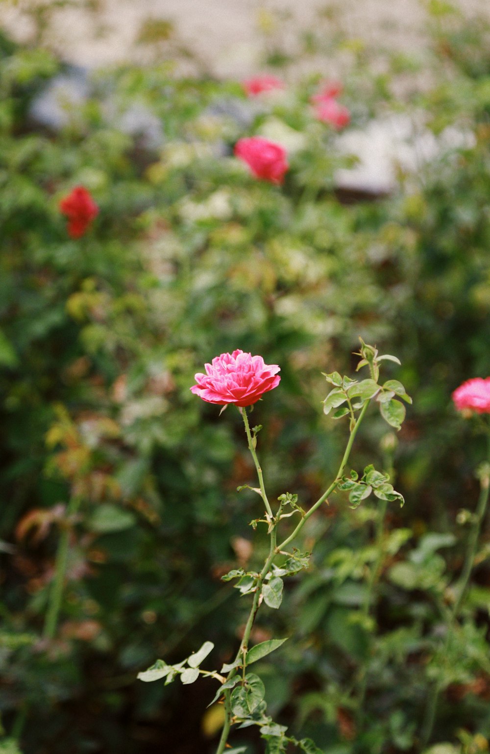 a field of pink flowers with green leaves