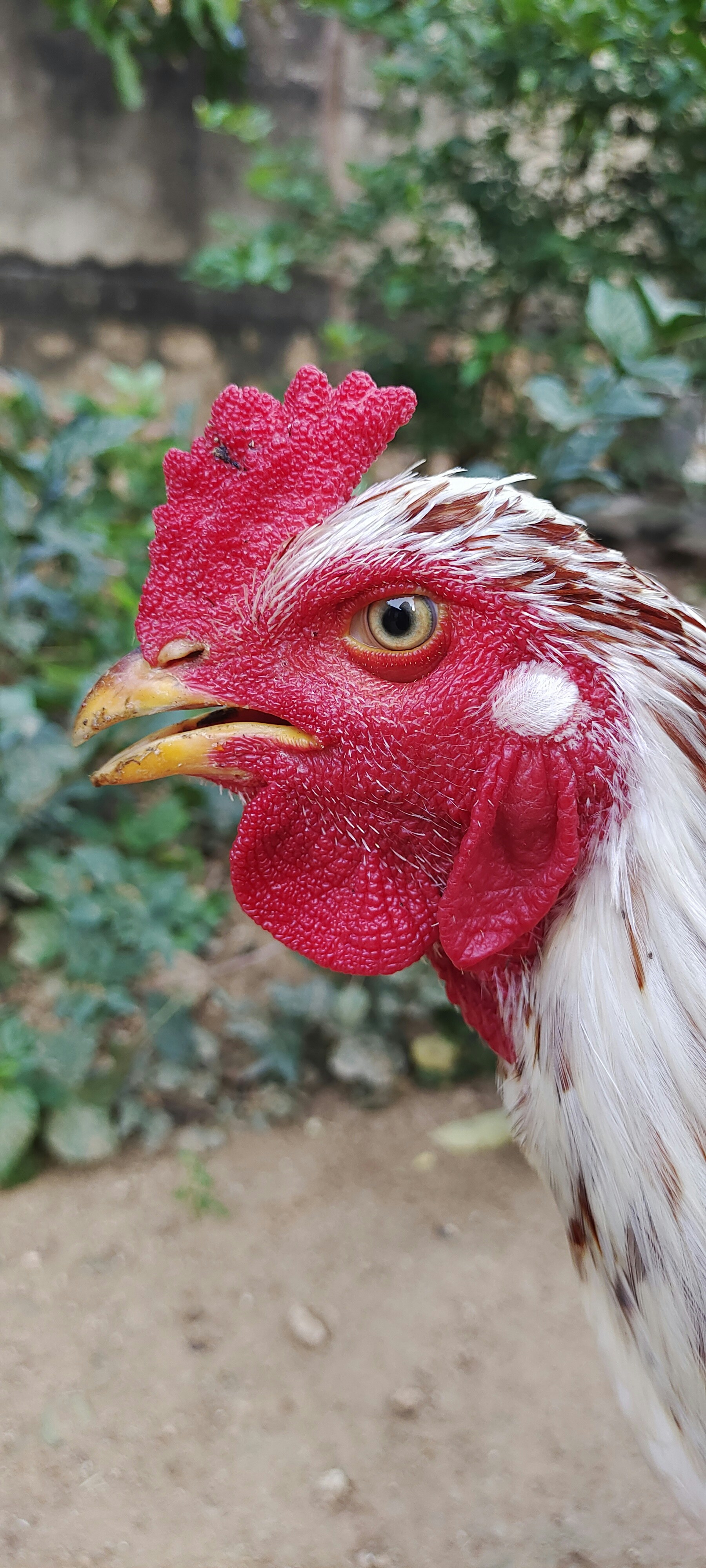 Photo by kalisaran_12