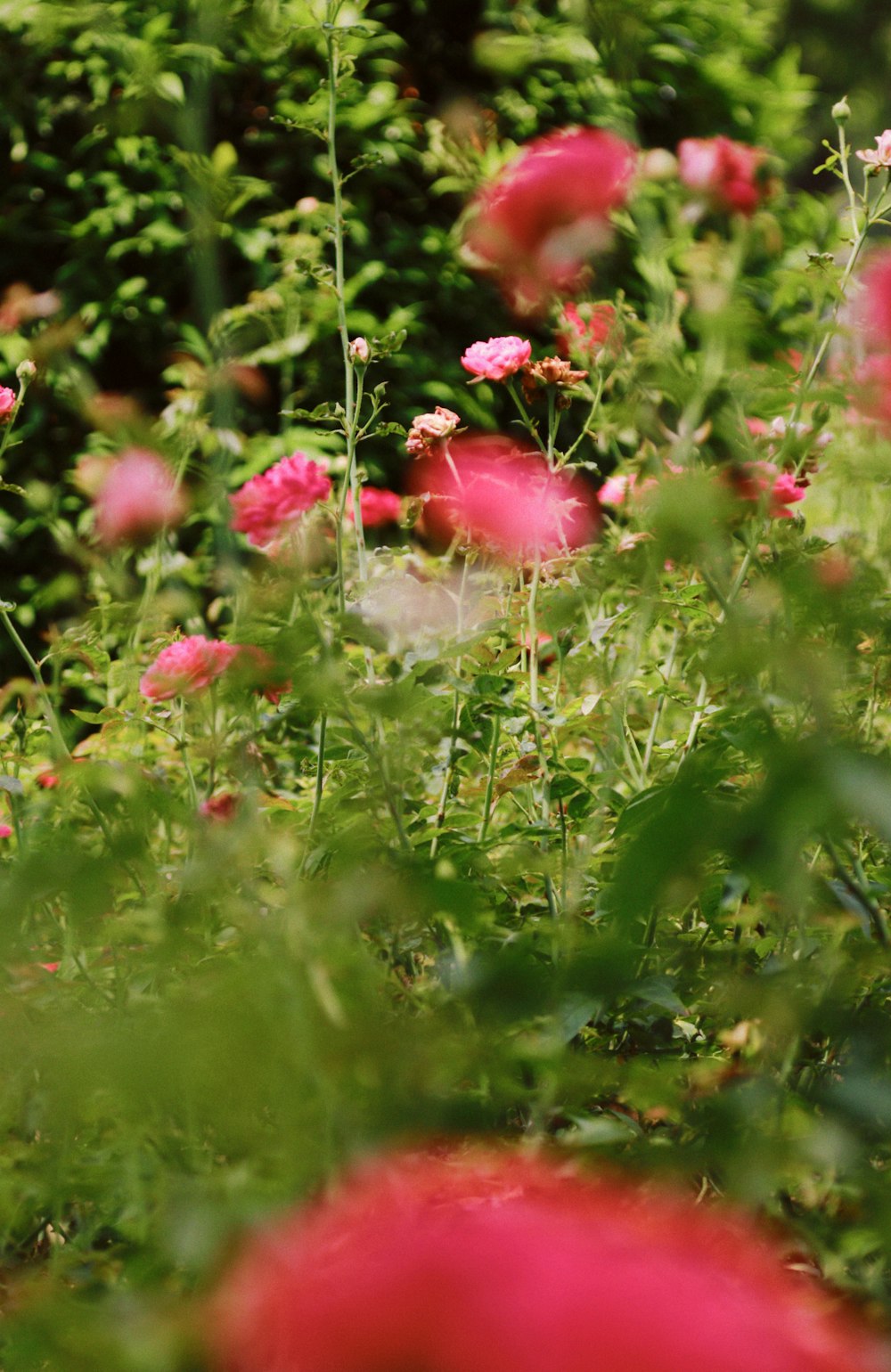 a bunch of flowers that are in the grass