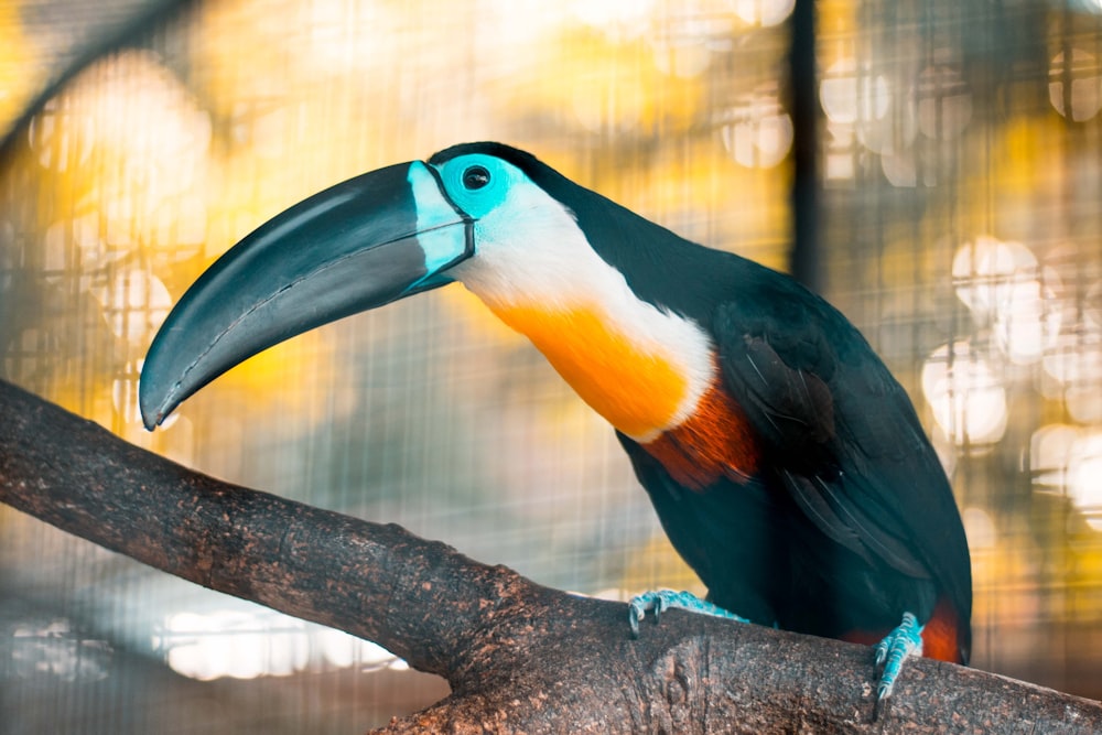 a colorful bird sitting on top of a tree branch