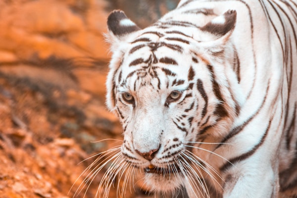 A white tiger with distinct black stripes is captured in a close-up view, highlighting its intense gaze and long whiskers. The background consists of a blurred, warm-toned landscape, accentuating the tiger's striking appearance.