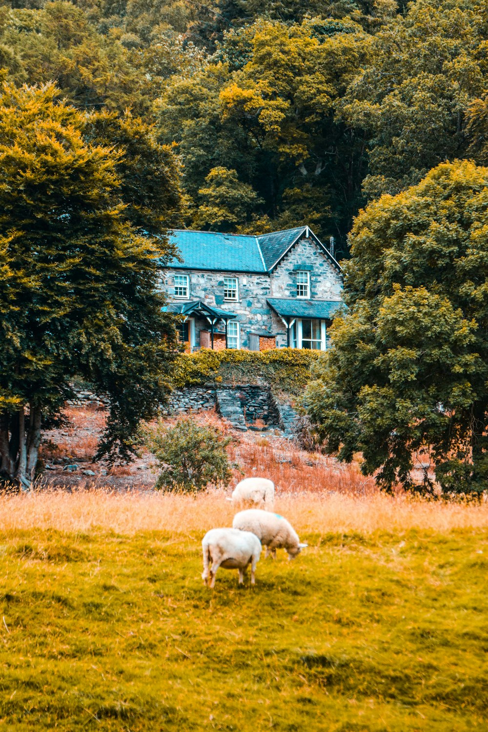 a herd of sheep grazing on a lush green field