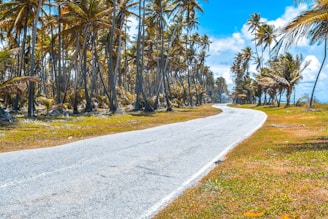 a road surrounded by palm trees on a sunny day
