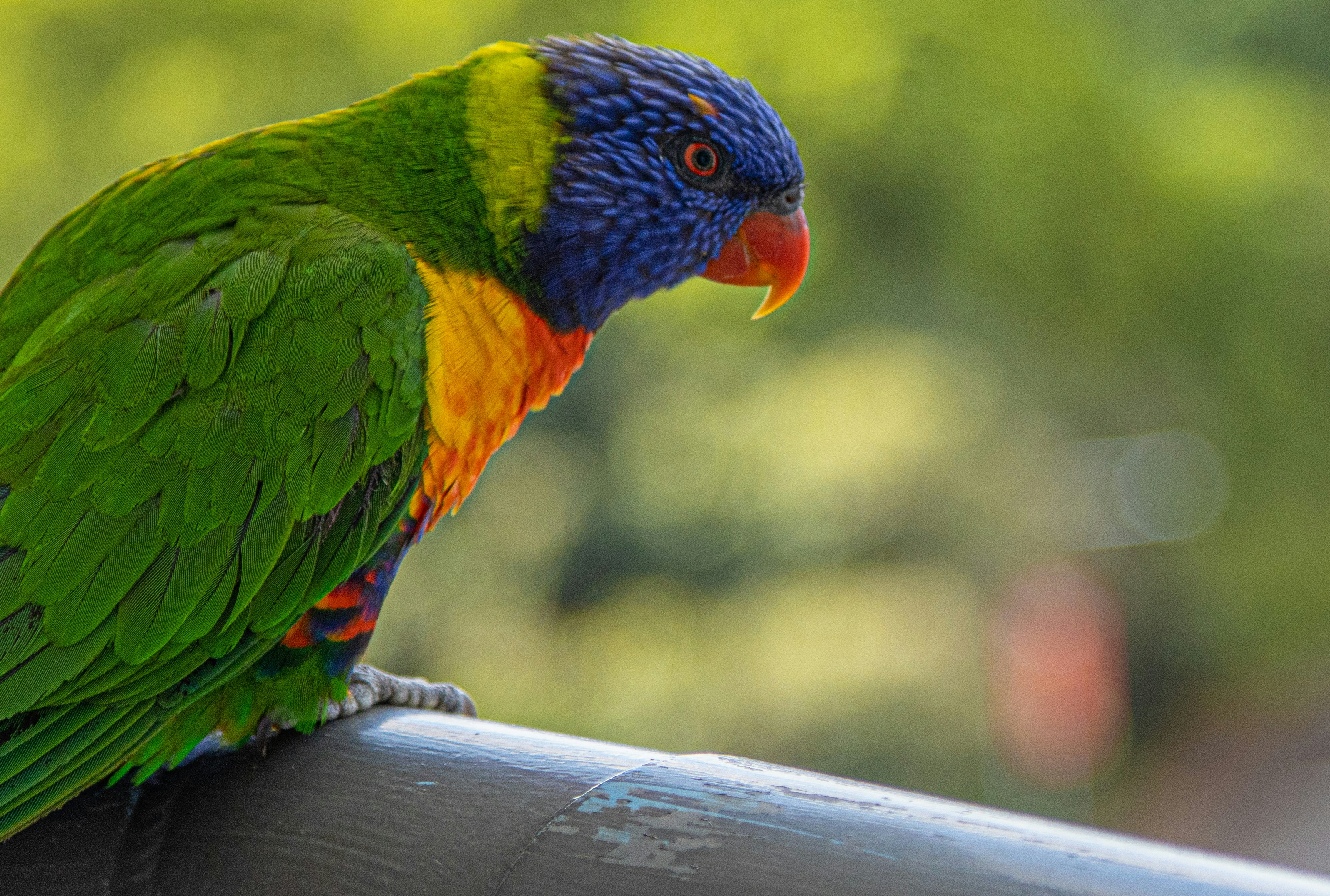 Photo by netosebrian