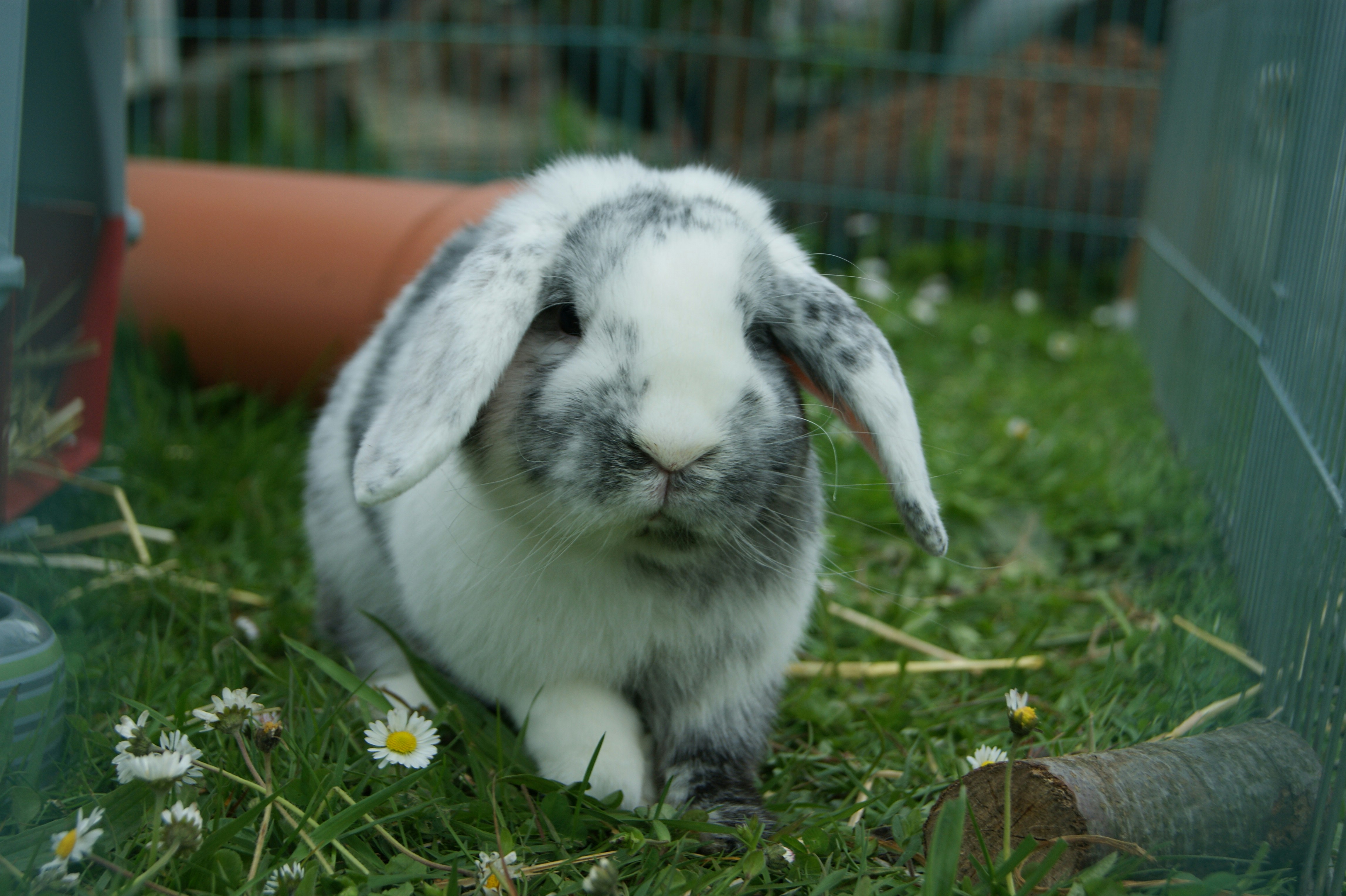 Holland Lop rabbit eating fresh greens