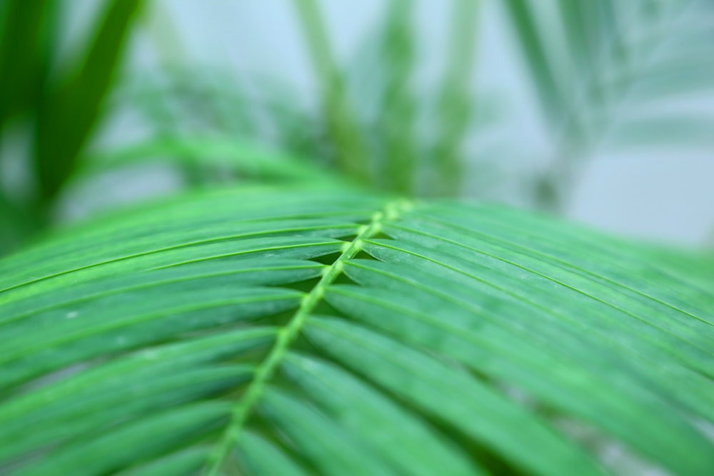 a close up of a green leaf with a blurry background