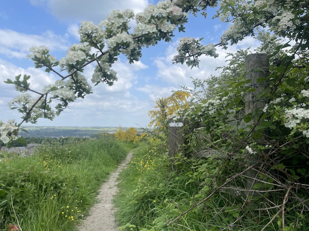 a path in the middle of a lush green field