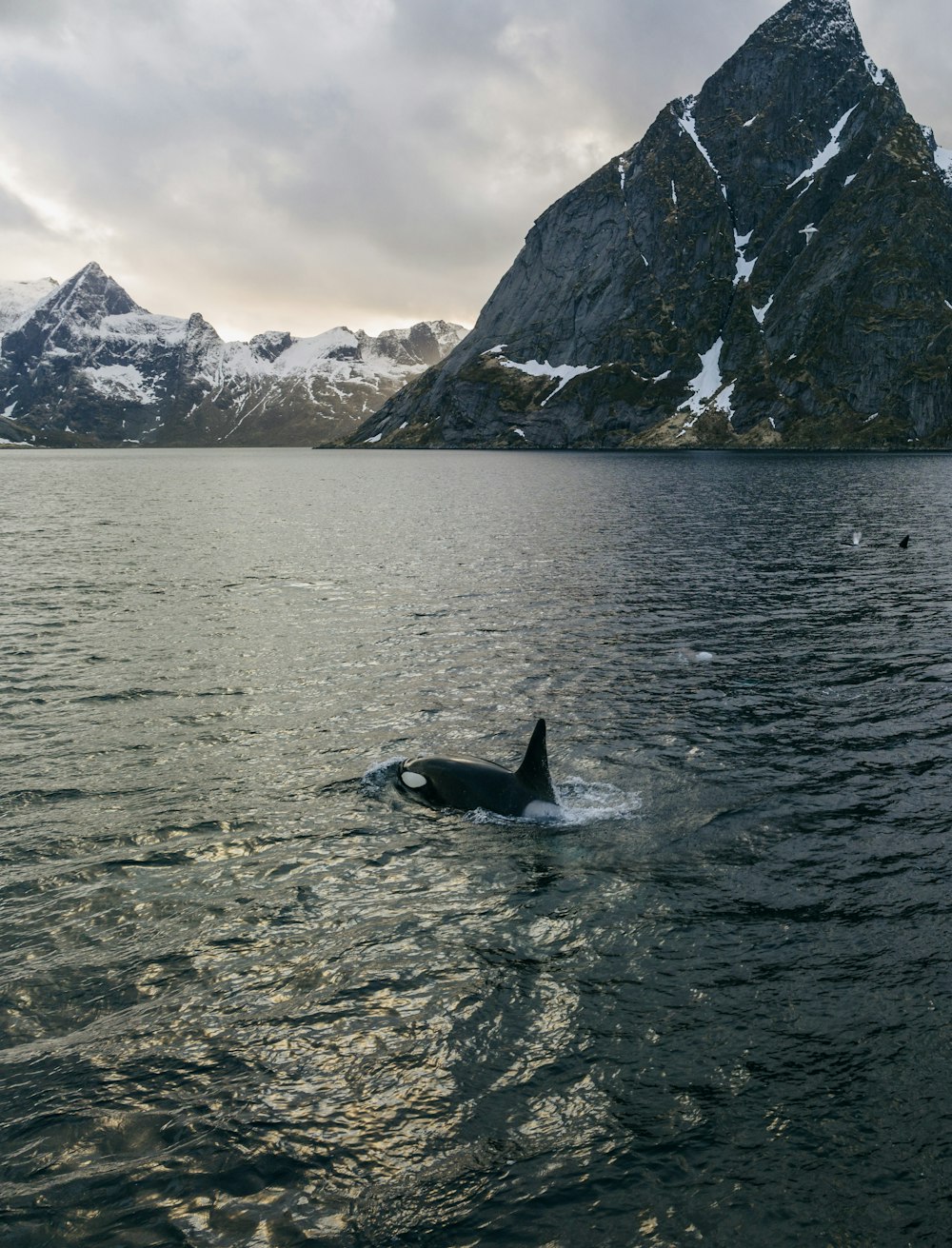 a large bird floating on top of a body of water