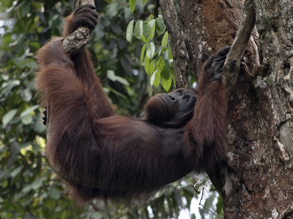 a young oranguel hangs from a tree branch