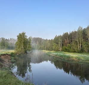 a river running through a lush green forest