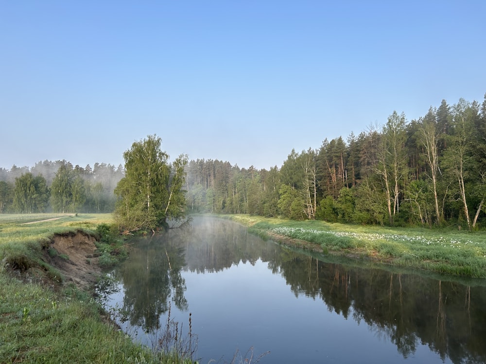 a river running through a lush green forest