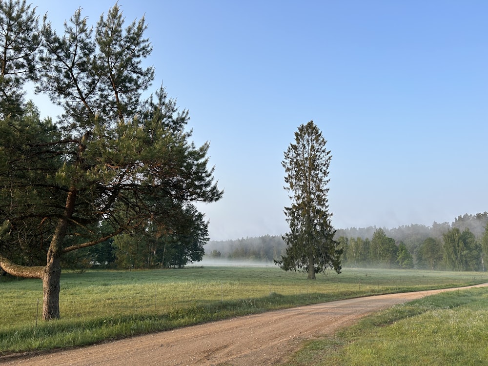 a dirt road in the middle of a grassy field