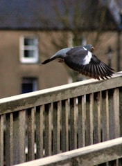 A pigeon is captured mid-flight, its wings spread wide against the backdrop of a building. The setting includes a wooden railing in the foreground.