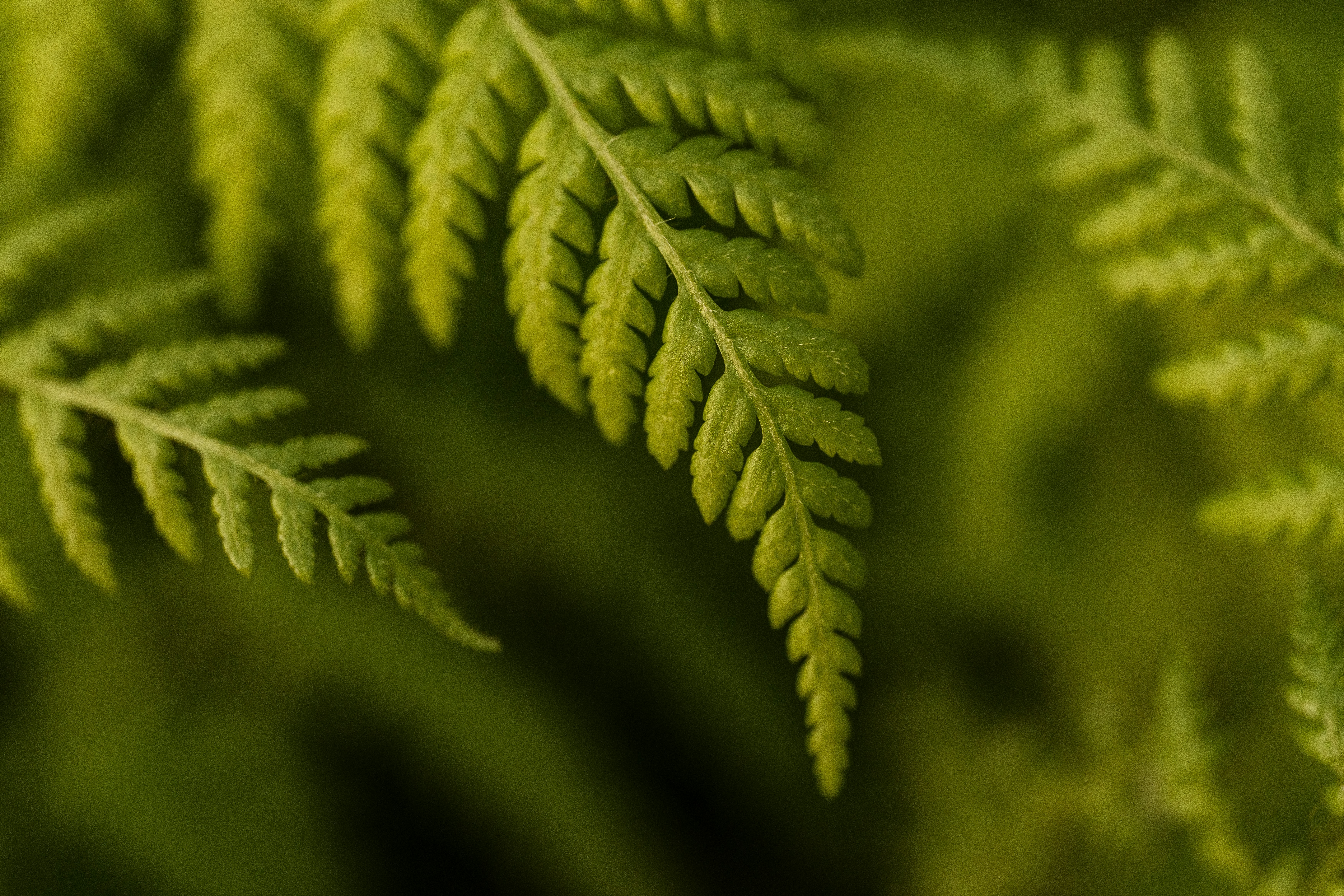 Photo by studiocoton