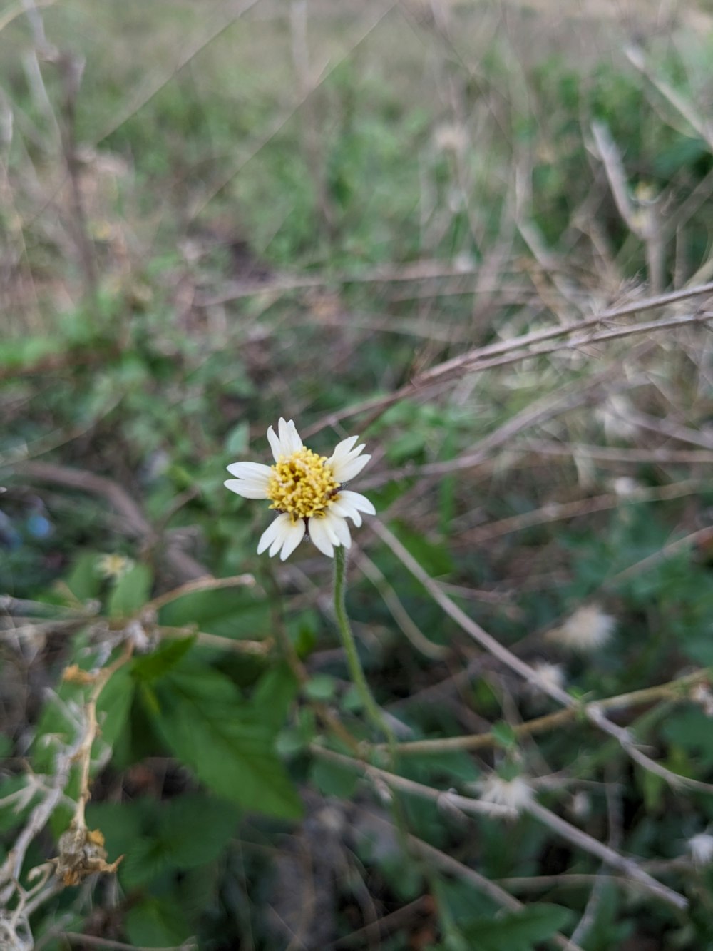 a white flower with a yellow center in a field