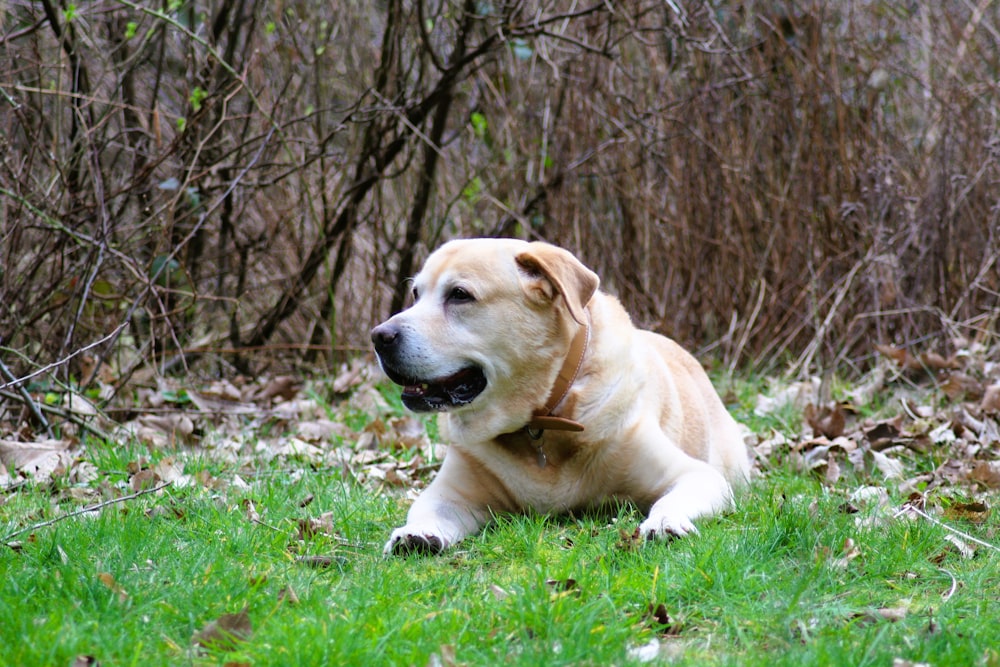 a dog laying in the grass with its mouth open