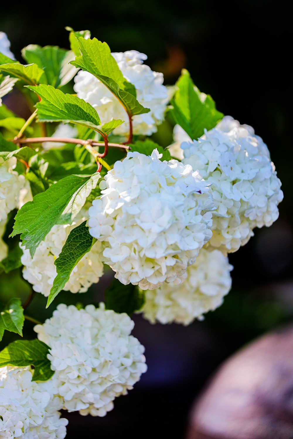 a bunch of white flowers with green leaves