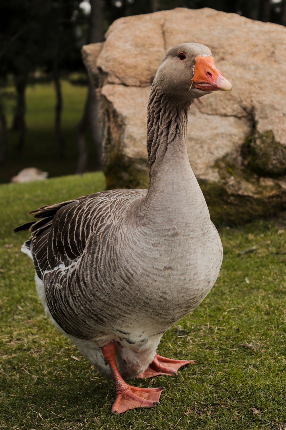 a duck standing in the grass next to a rock