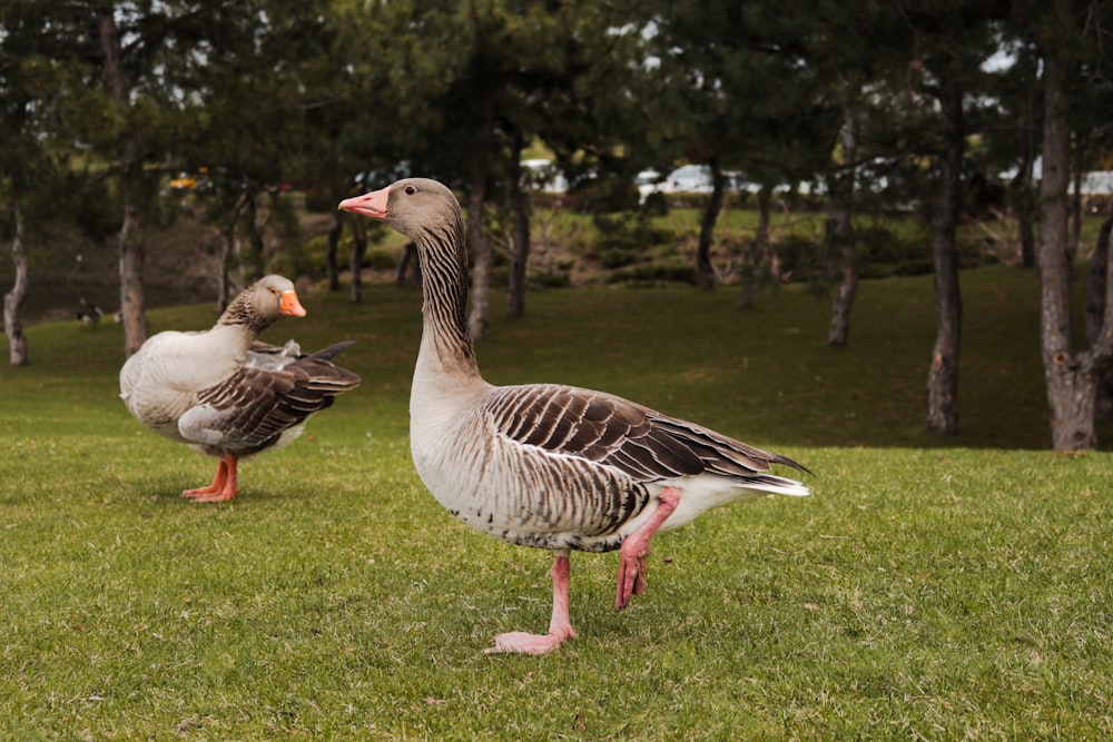 a couple of ducks standing on top of a lush green field