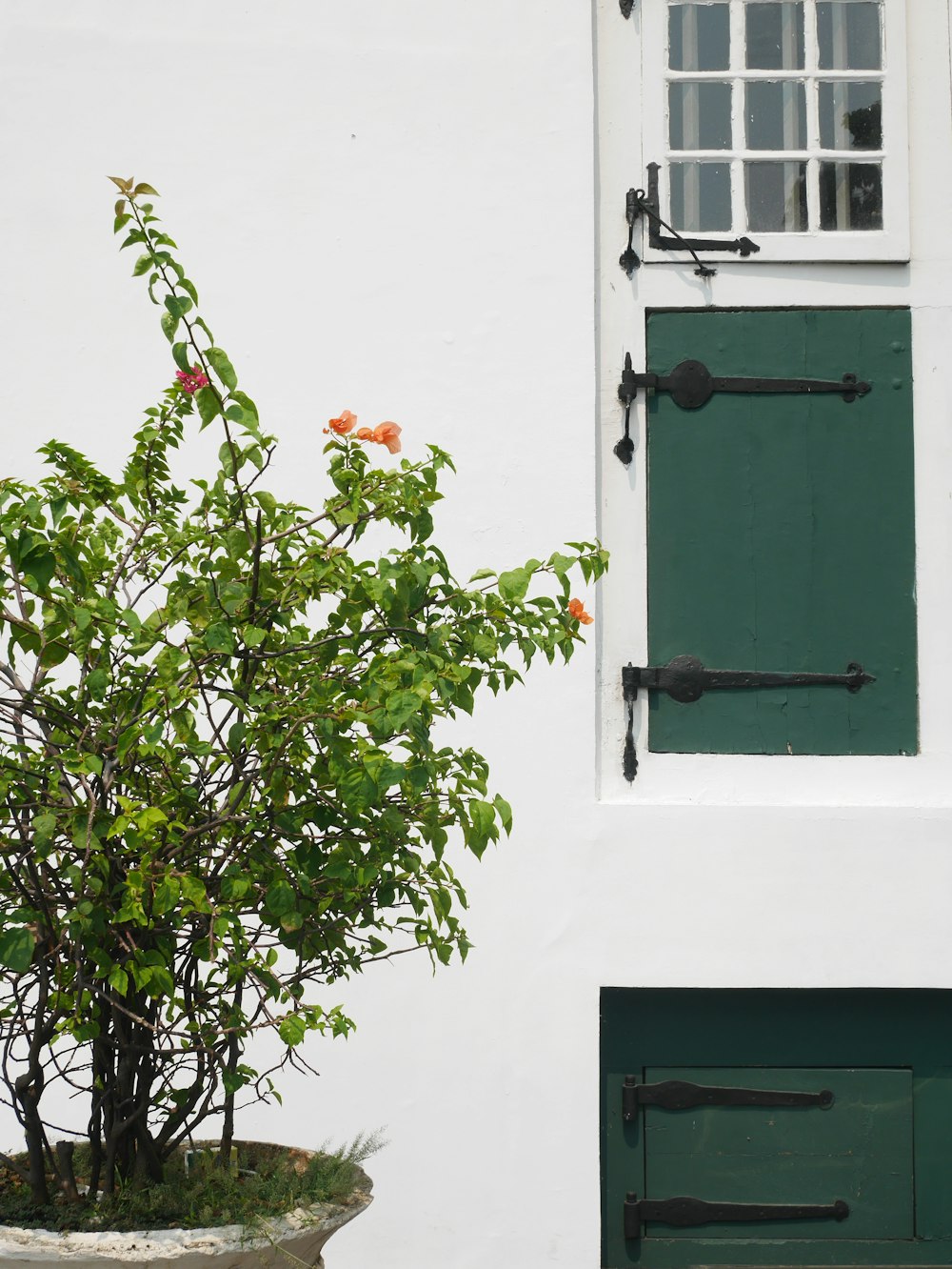 a potted plant in front of a green door