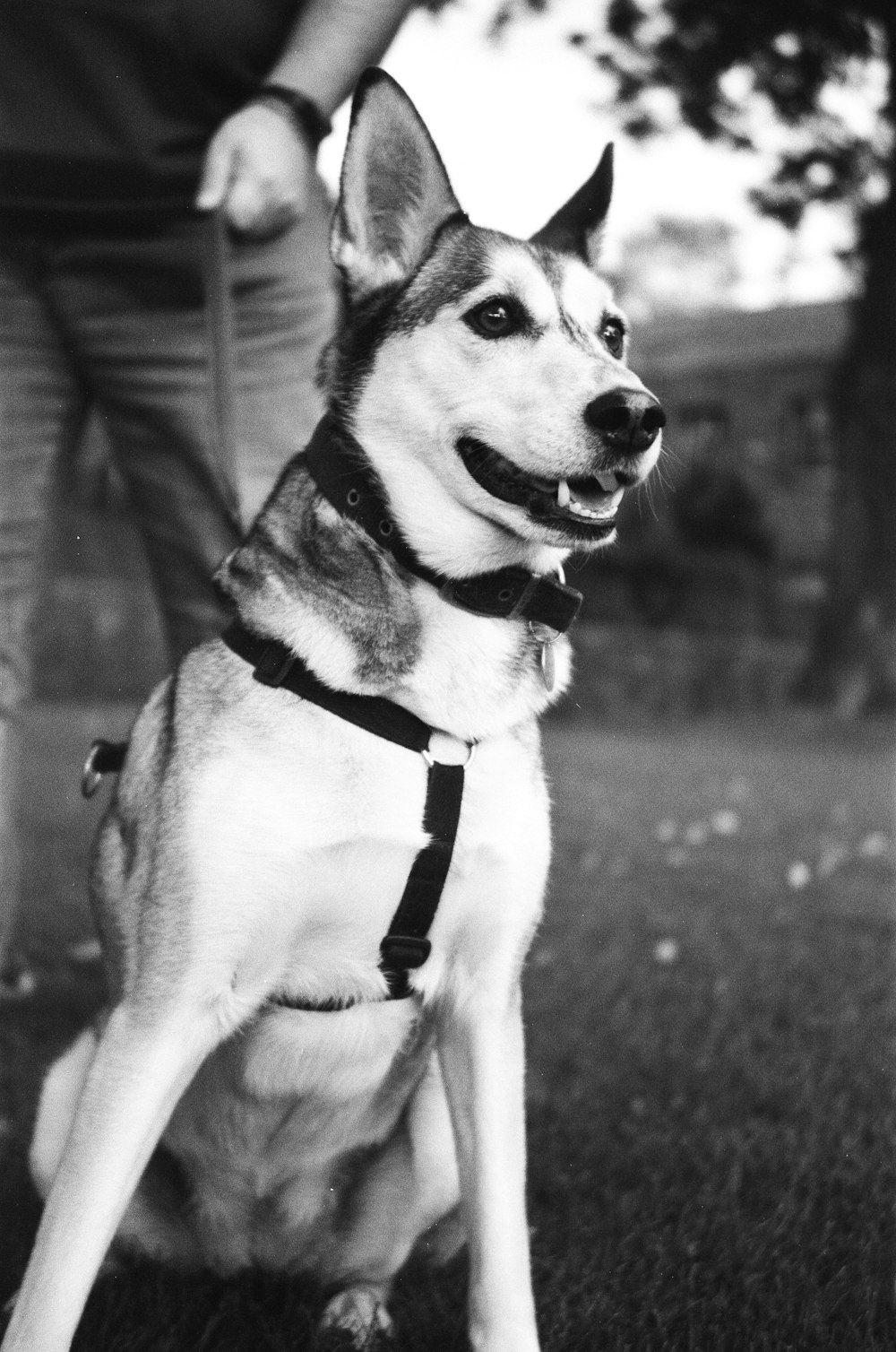 a black and white photo of a dog wearing a harness