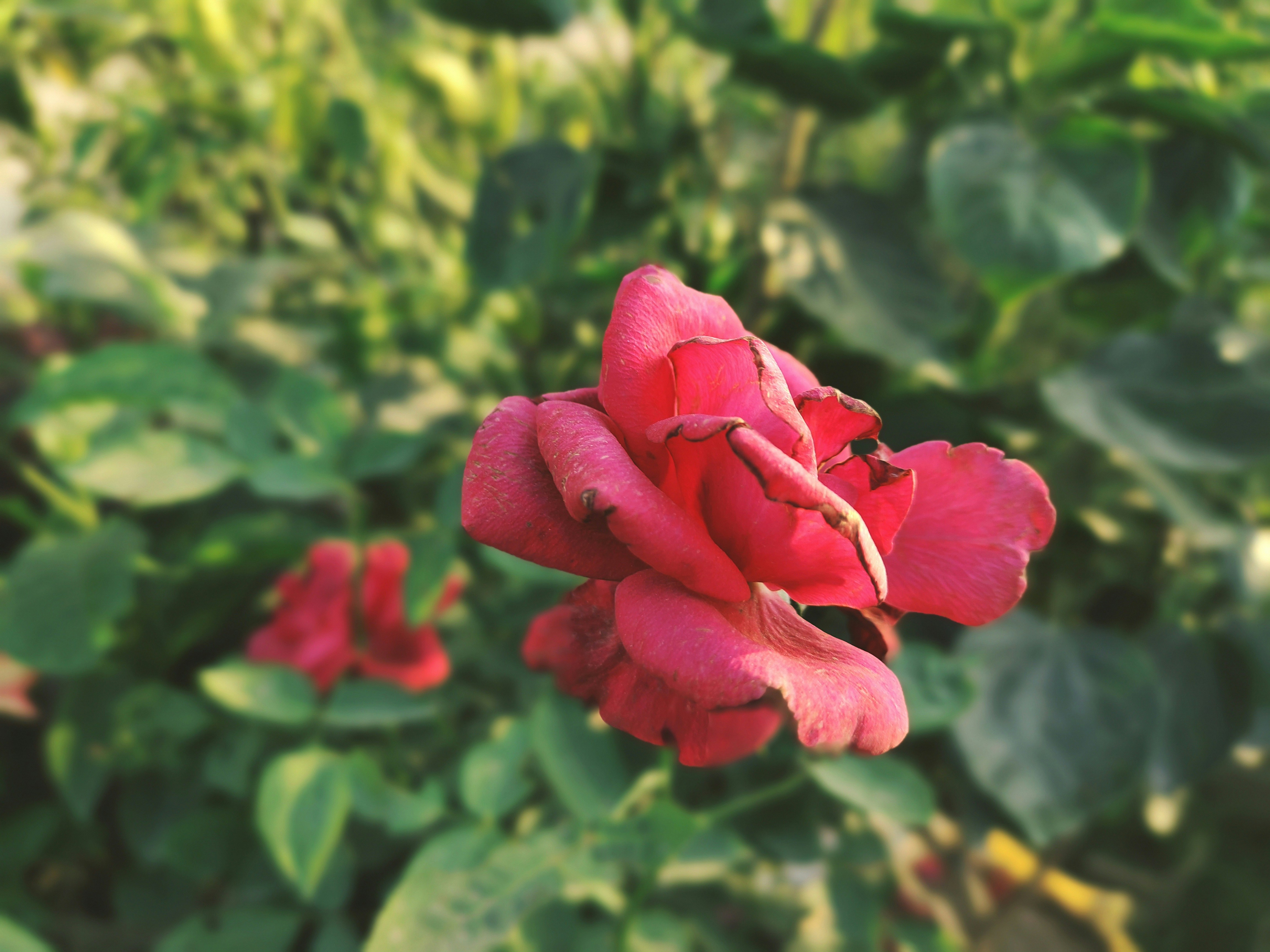 a red rose is blooming in a garden