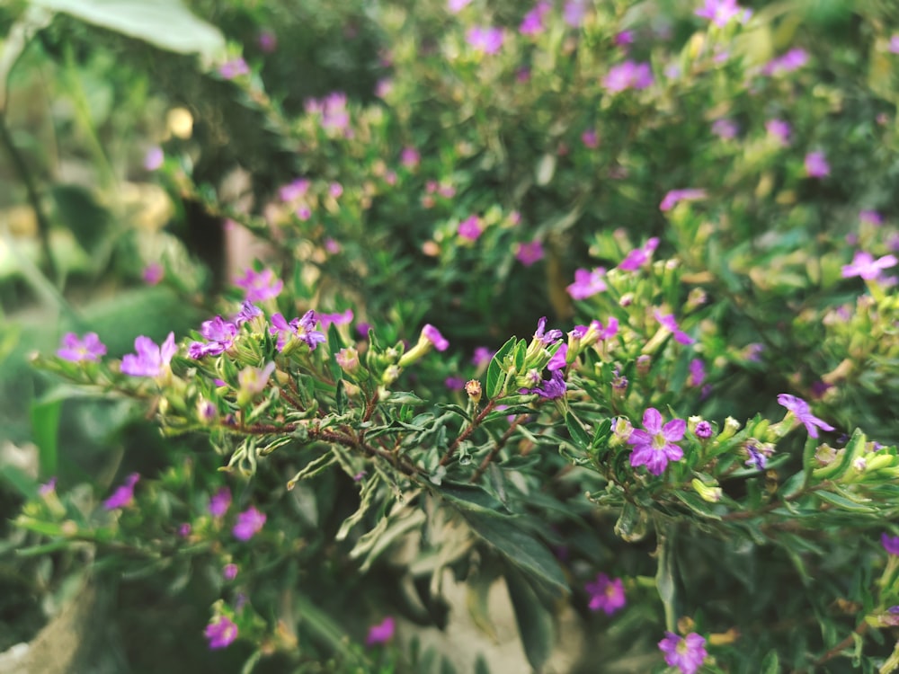 Un primer plano de un arbusto con flores púrpuras