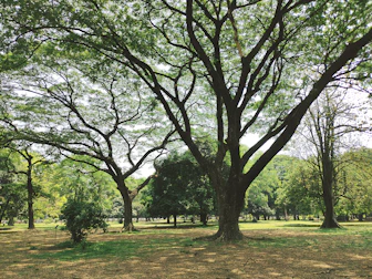 a park with a lot of trees and grass