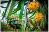 Close-up of vibrant yellow pitahaya fruits hanging on a cactus branch under bright sunlight.