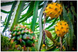 a bunch of fruit hanging from a tree