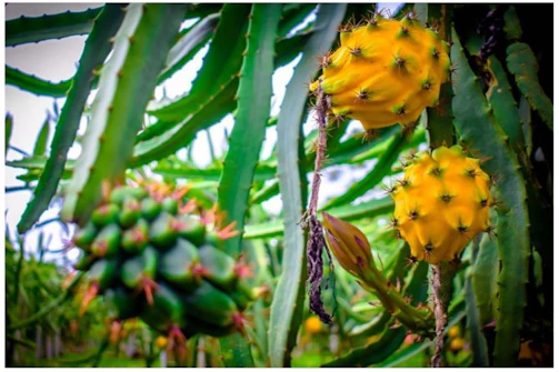 Close-up of vibrant yellow pitahaya fruits hanging on a cactus branch under bright sunlight.
