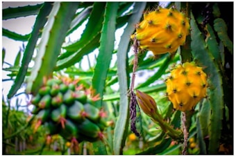 Bright yellow dragon fruits hang from green cactus-like stems. The fruits have spiky outer skin and are surrounded by elongated and jagged green leaves.