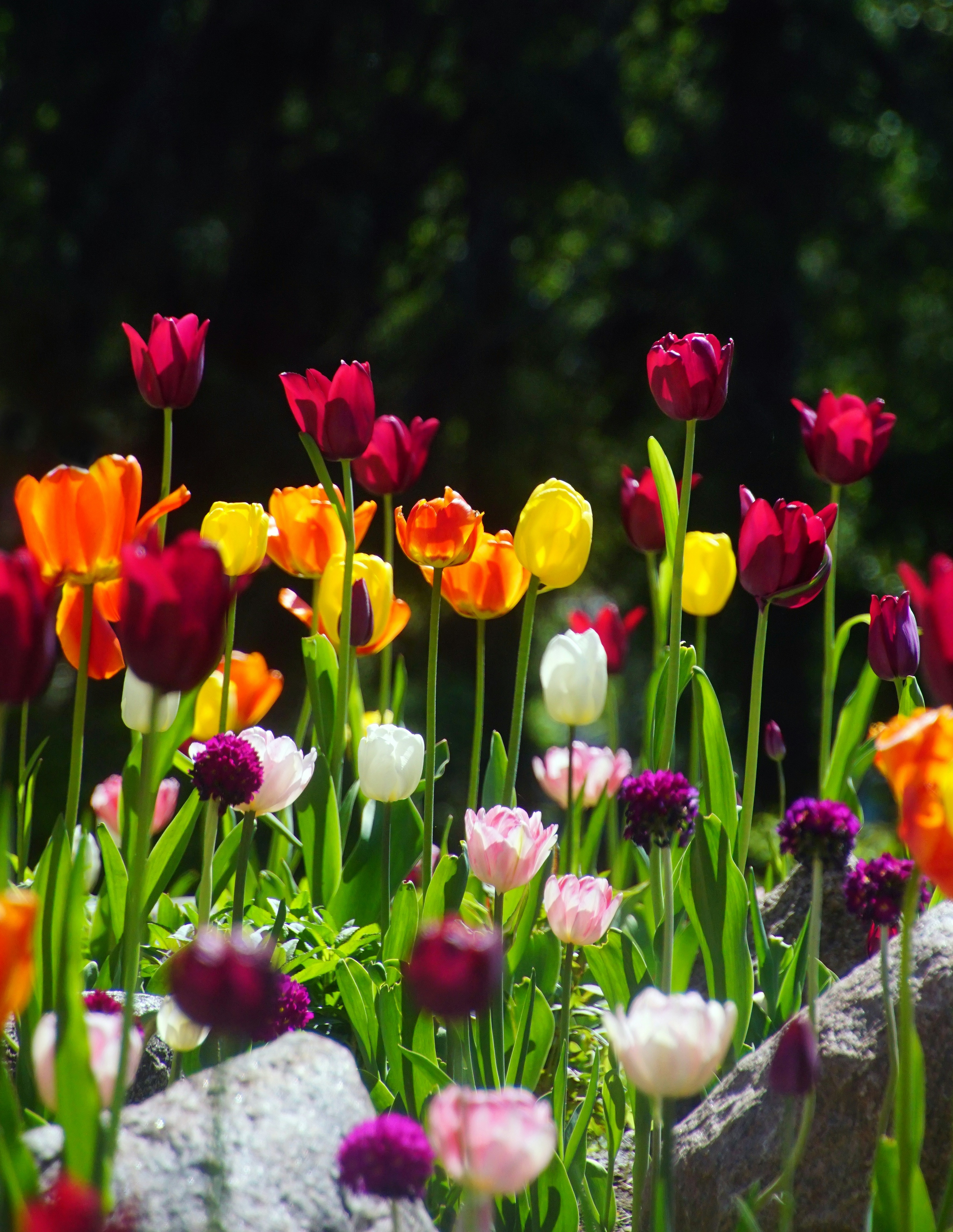 a bunch of flowers that are in the grass