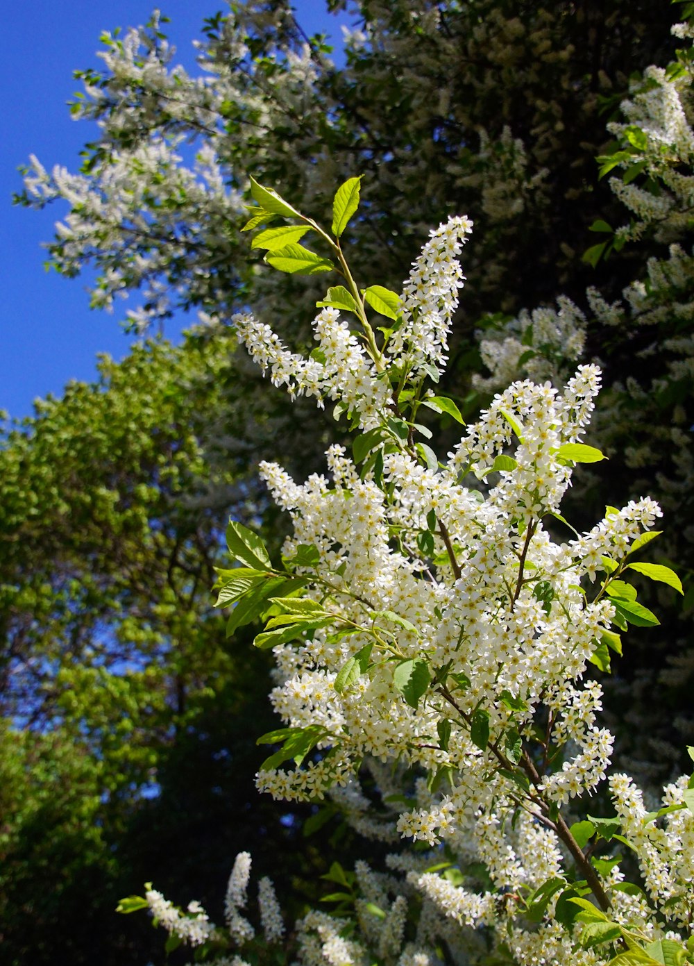 a tree with white flowers and green leaves