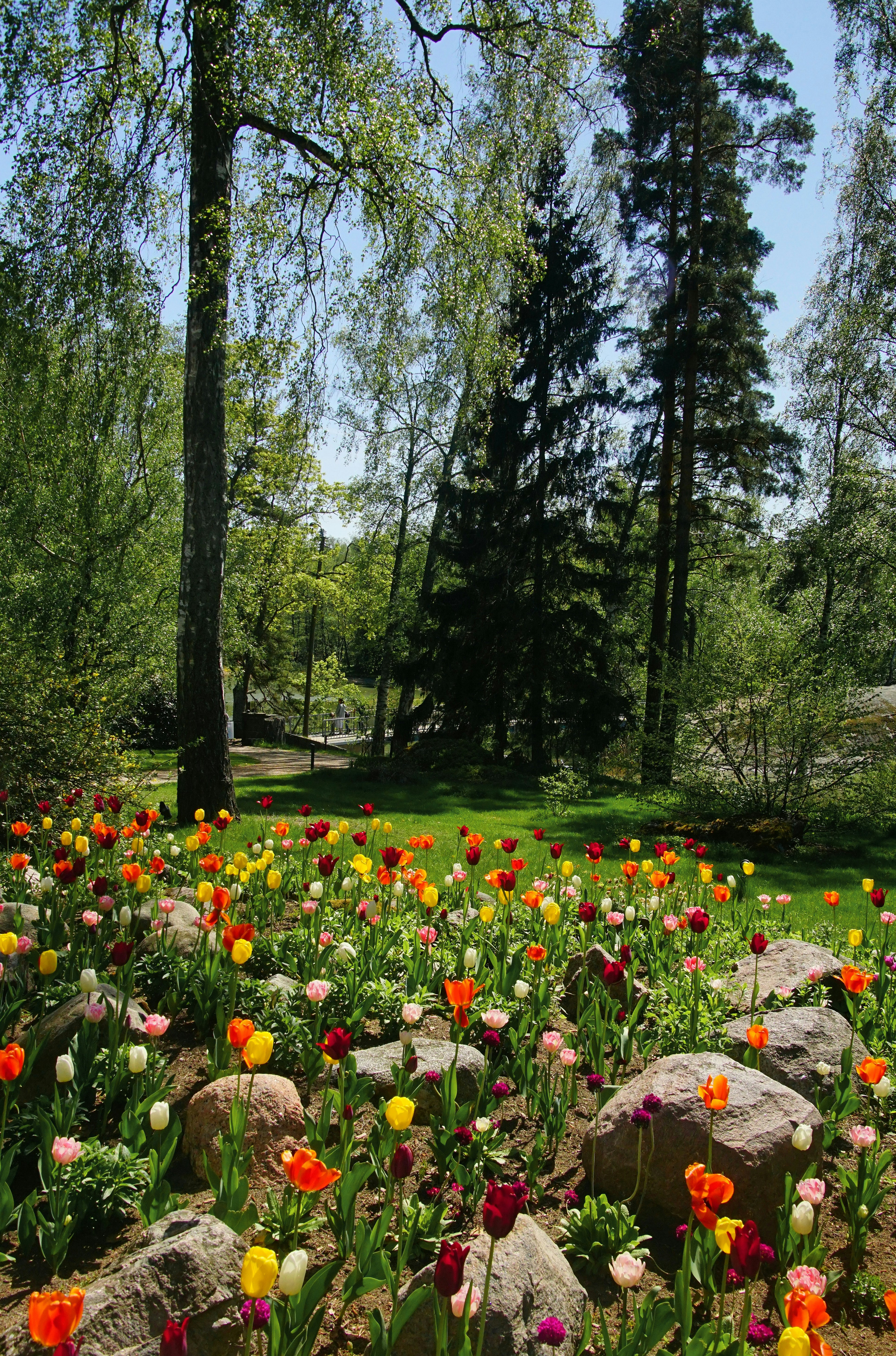 a field full of colorful flowers next to a forest