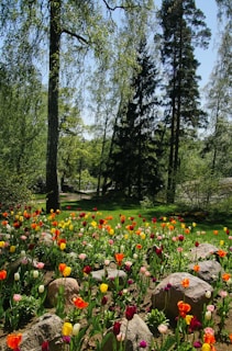 a field full of colorful flowers next to a forest