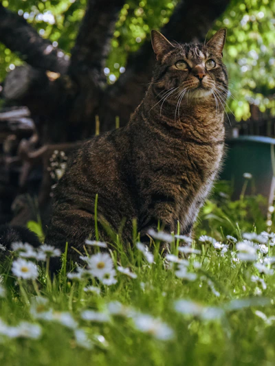 A playful tabby cat lounging in a sunlit garden surrounded by colorful flowers.