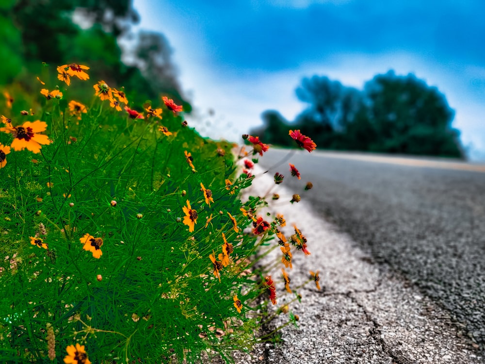 a bunch of flowers that are on the side of a road