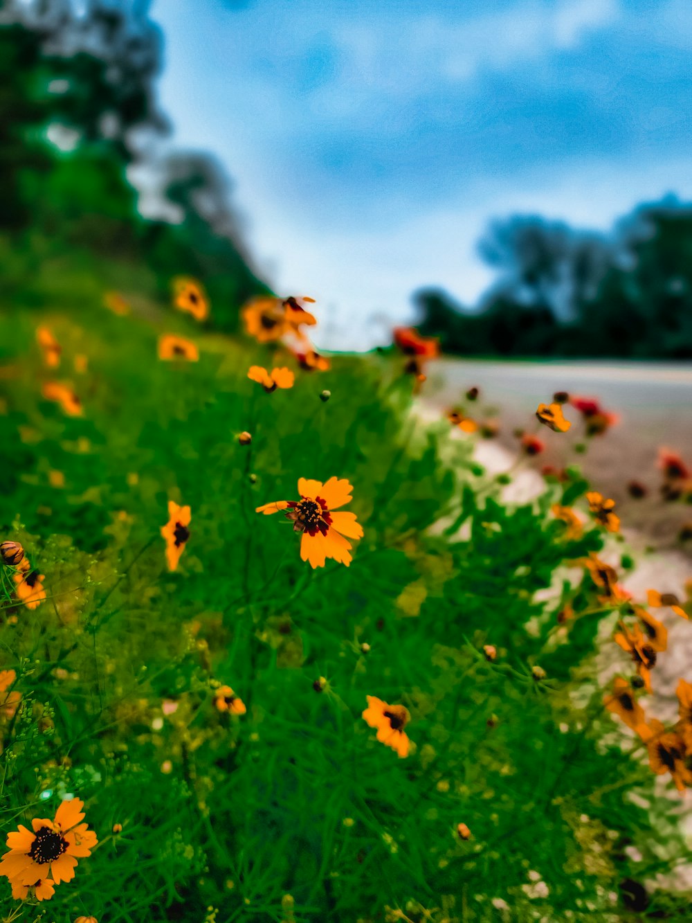 a field of yellow flowers next to a road
