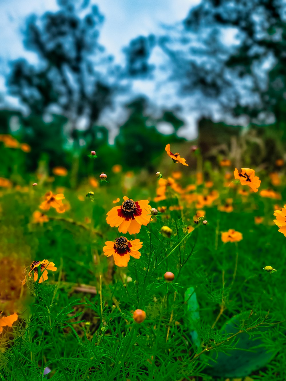 a field full of yellow flowers with a blue sky in the background